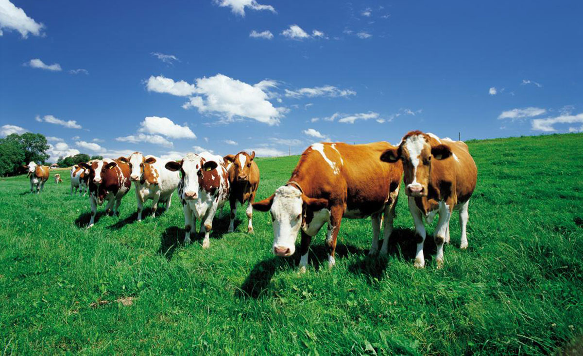 海右博纳签约如康集团品牌形象全案策划/设计